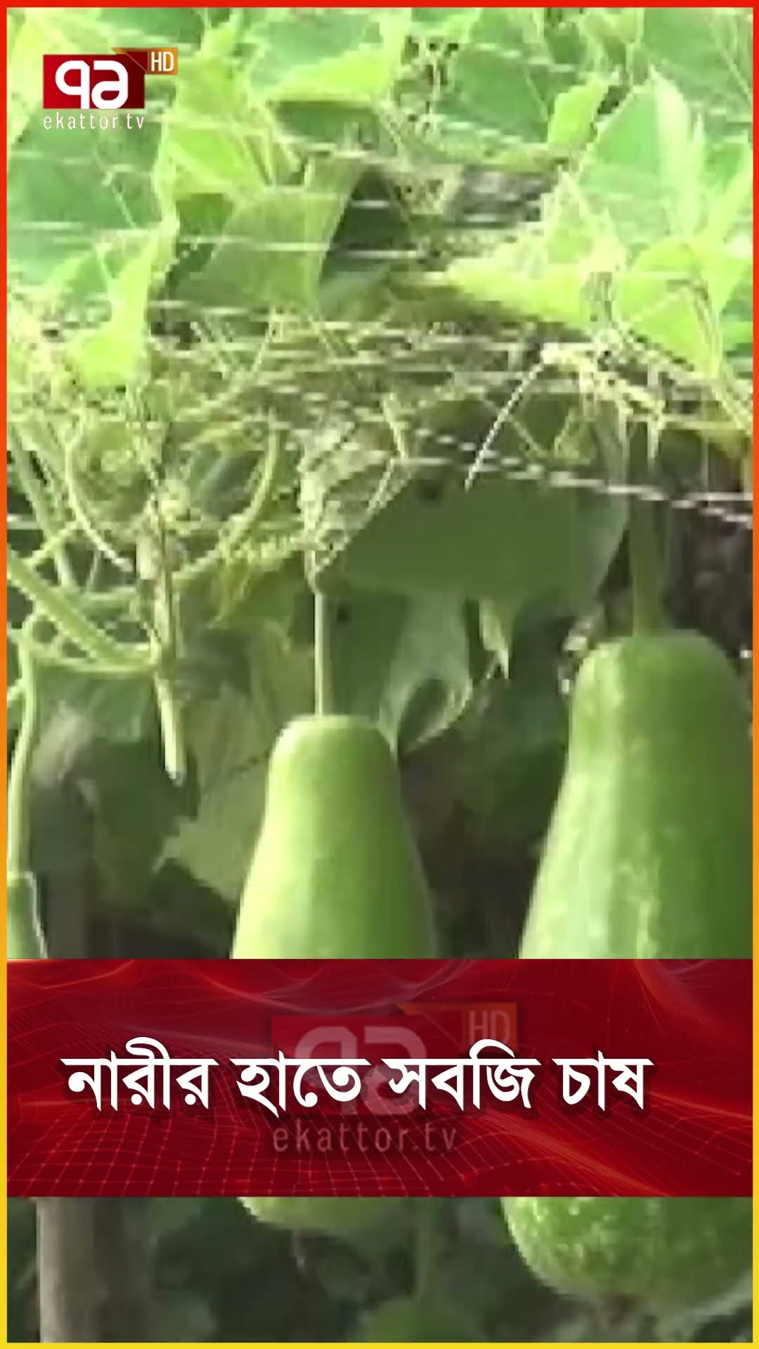 নারীর হাতে সবজি চাষ