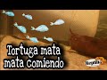 Tortuga mata mata comiendo - Cambiando cuidados del caiman