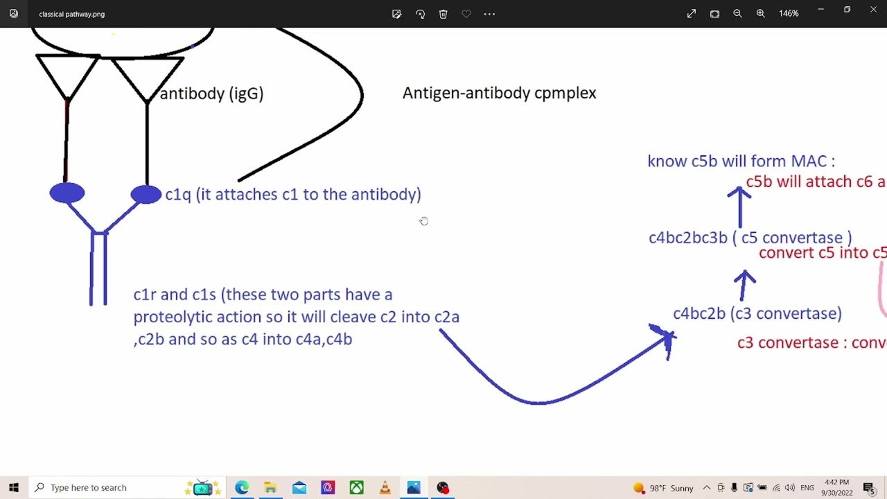 lecture 4 - complement system  طب بغداد مايكرو محاضرة 4