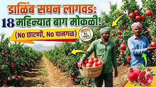 डाळिंब लागवडीचा नवा पॅटर्न! अल्फा नर्सरीच्या बागेतून थेट संवाद (मोकळे पाणी आणि सद्यस्थिती)