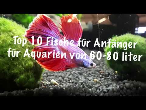 10 Fische für kleine Aquarien (60l - 80l) die für Anfänger geeignet