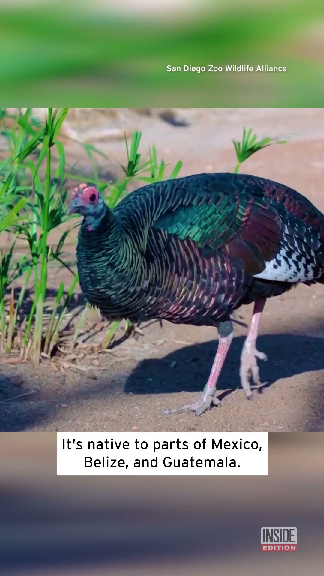 Don't Eat This Rare and Beautiful Turkey #shorts