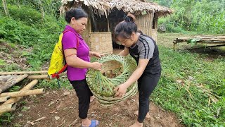 Harvest chives to sell. The landlady brought the chicks to me | Tieu muoi - Farm life