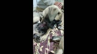 Serbian defense dog 2 months and 8 days old puppies Srpski odbrambeni pas štenci 2 meseca i 8 dana! by KENNEL OF SERBIAN DEFENSE DOG 1,644 views 1 year ago 1 minute, 27 seconds