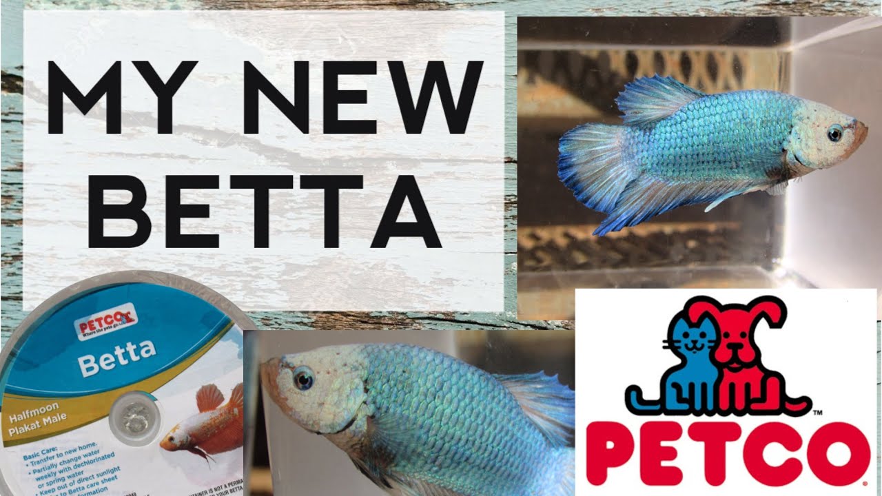 petco king betta