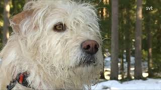 Lokala Nyheter Västernorrland  Hunden Arthur har dött.