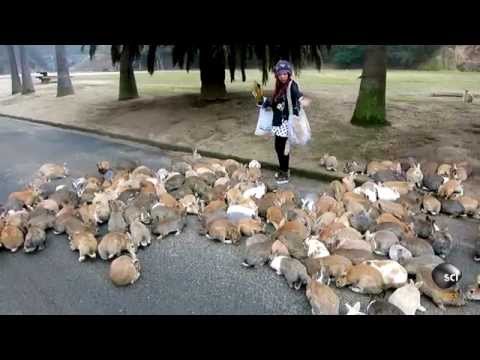 It&#039;s Always Bunny Rush Hour on This Japanese Island