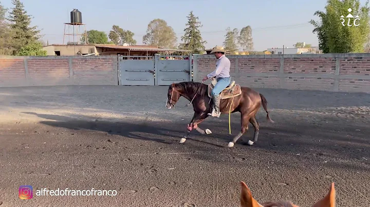 C15P5 EL CAMINO AL FUTURITY VIP - Alfredo Franco
