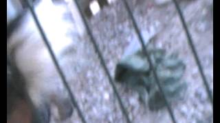 Jagd Terrier 2 Meses Propiedad Ironbull