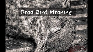 Dead Bird Meaning - messenger of death, departed soul or no meaning at all? (2020)