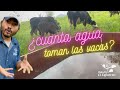 ¿cuanta agua debe beber una vaca al dia en la secas? I Rancho el Esfuerzo