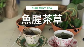 【園丁的後院】怎麼採收野菜做魚腥草茶Home made Fish Mint ... 