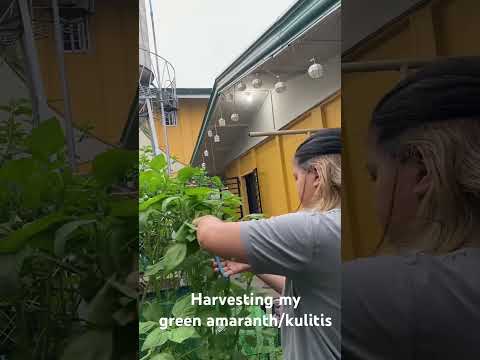 Green amaranth harvest!