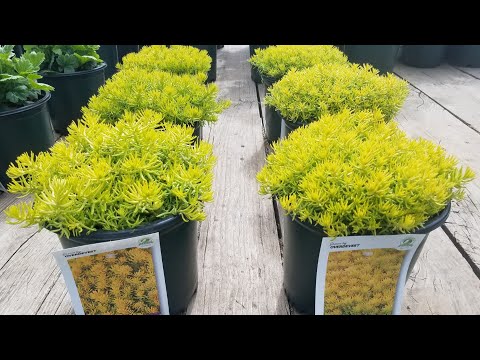 Video: Sedum 'Angelina' Plantepleje - Dyrkning af Angelina stengrøde i haven