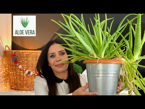 SUB) HOW TO USE ALOE VERA 🌿How to Extract Aloe Vera Gel | Aloe Vera Face Mask | Natural Skin Care