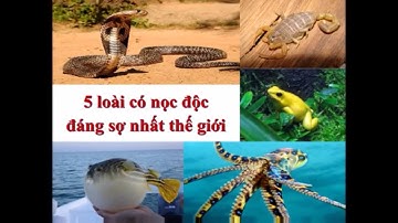 5 loài động vật có nọc độc đáng sợ nhất thế giới
