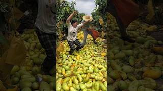 Enjoy rural life with harvesting mangoes freshfruit beautiful natural harvesting