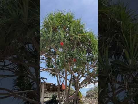 Морской ананас - Пандан (Pandanus)