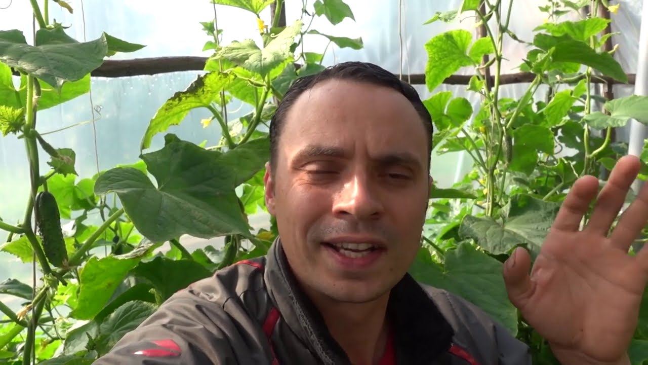 Кадр 1 из видео Подробная, Поэтапная Инструкция По Выращиванию Огурцов Как В Открытом Так И В Закрытом Грунте Кадр 1 из видео Подробная, Поэтапная Инструкция По Выращиванию Огурцов Как В Открытом Так И В Закрытом Грунте