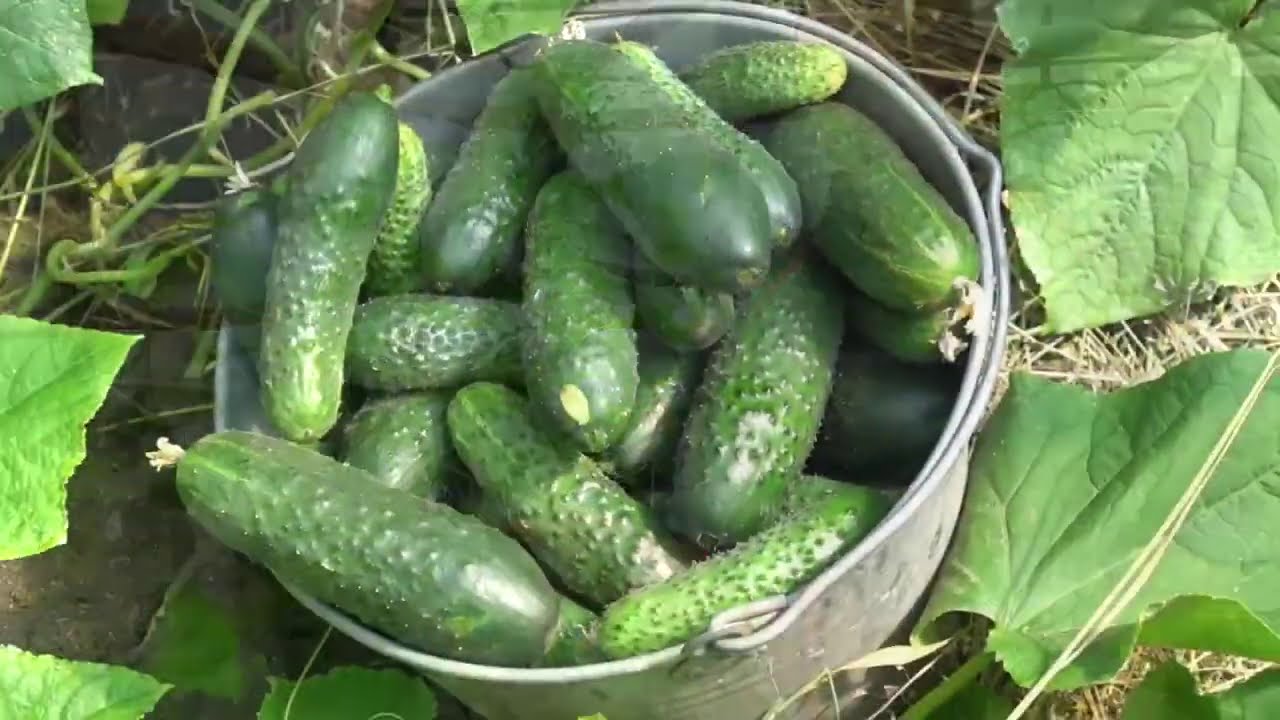 Кадр 2 из видео Подробная, Поэтапная Инструкция По Выращиванию Огурцов Как В Открытом Так И В Закрытом Грунте Кадр 2 из видео Подробная, Поэтапная Инструкция По Выращиванию Огурцов Как В Открытом Так И В Закрытом Грунте