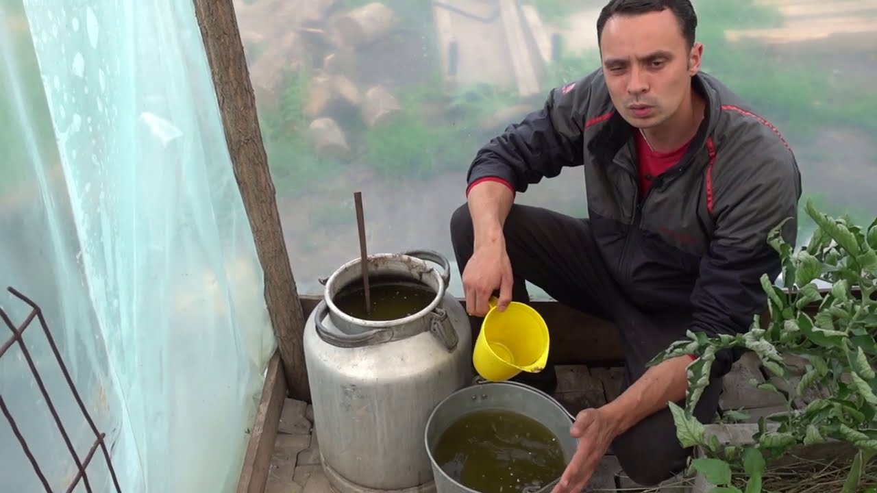 Кадр 3 из видео Подробная, Поэтапная Инструкция По Выращиванию Огурцов Как В Открытом Так И В Закрытом Грунте Кадр 3 из видео Подробная, Поэтапная Инструкция По Выращиванию Огурцов Как В Открытом Так И В Закрытом Грунте