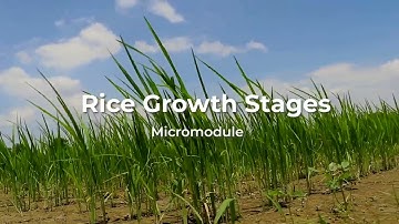 Introduction video: Rice Growth Stages Micromodule