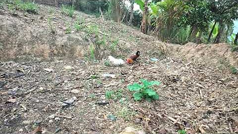 Qaib dib sib ncaws zoo heev. H Yang