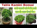 Table kamini के पौधा ऐसे लगाए सालो साल हरा भरा रहेगा #gardening #bonsai