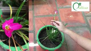 Fengshui plants/Jade Plants care/indoor plants/lucky plants/keep flowers and healthy plants