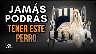 Estas 9 razas te vacían la billetera (la última es brutal)