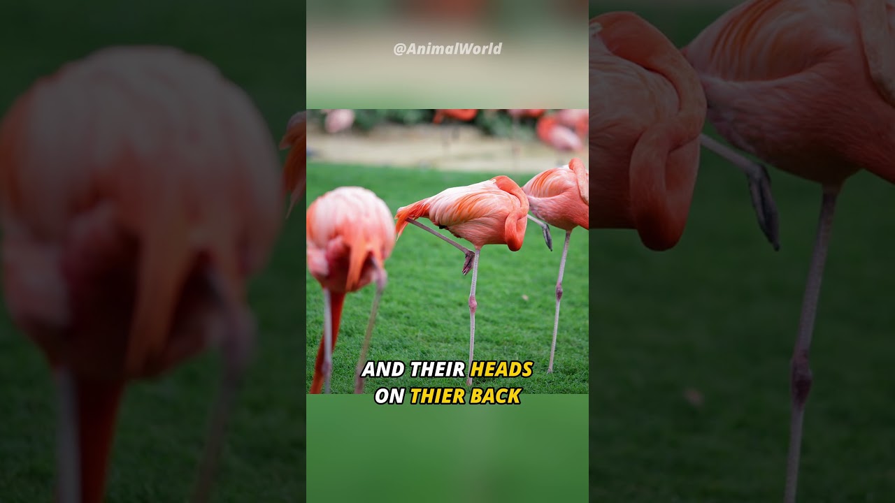 Why Flamingo Don't Fully Sleep ??