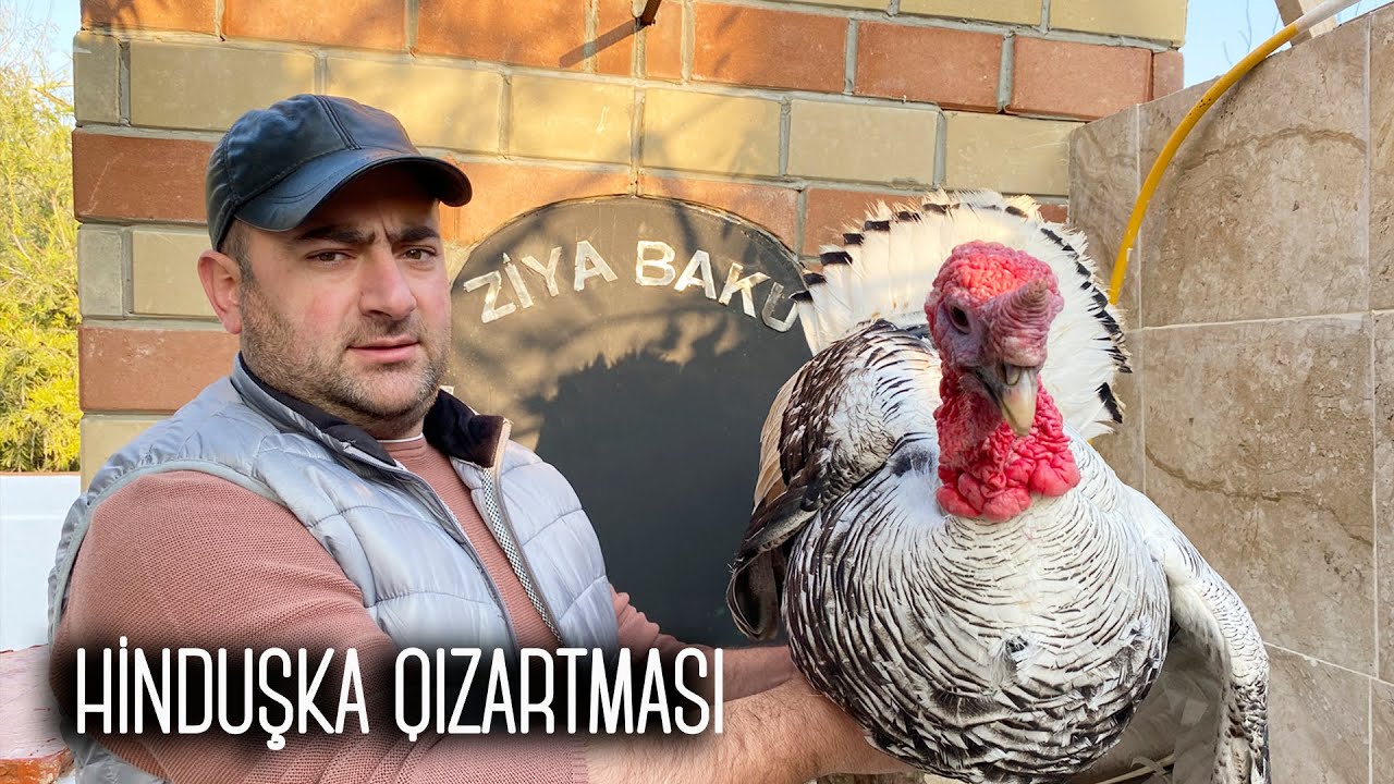 Duzun içində qızardılmış Ziyasayağı hinduşka