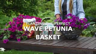 Planting the Perfect Wave Petunia  Hanging Basket (full version)