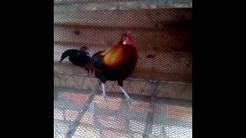 me nyuam qaib qus yug thaum me me los lawm nawb loj zoo nkauj kawg li yog qaib qus 100%