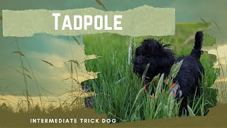 Intermediate Trick Dog title video