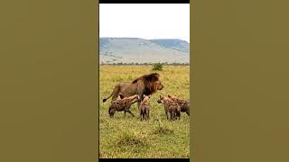 one female Lion & 5 hyena #LifeInNatural #NatureLovers #Wildlife #NatureSounds