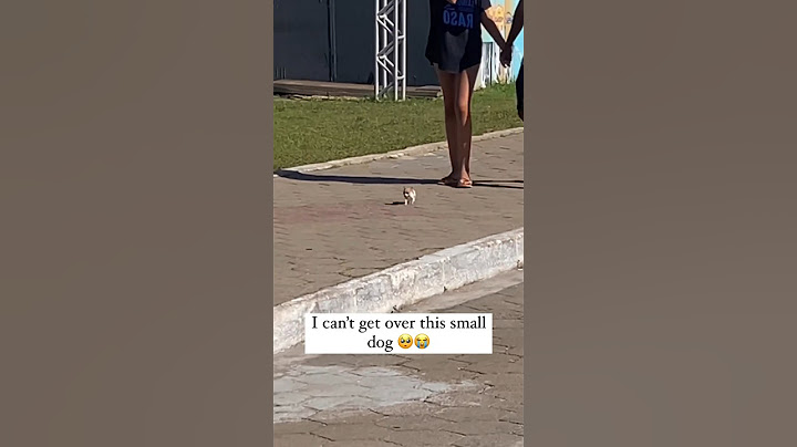Smallest Dog In The World 😮