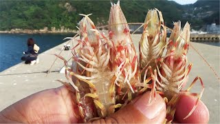 お盆の海に堤防からまさかの活きたエビを貰い沈めてみたら出てきた生物に驚いた!