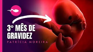 3 Meses De Gravidez Semanas 9 10 11 12 Veja Como Esta O Seu Bebe Em Seu Ventre Youtube