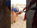 Man vs camel camelofthar animal youtubeshorts