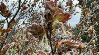 Oak-leaved beech - twigs, leaves & flowers - April 2026