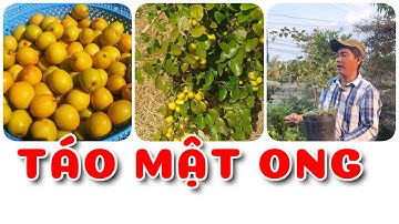 Cây Táo Vàng Mật Ong | 0386569374 - Ngọc Ngân Bến Tre | Chuyên cây độc lạ