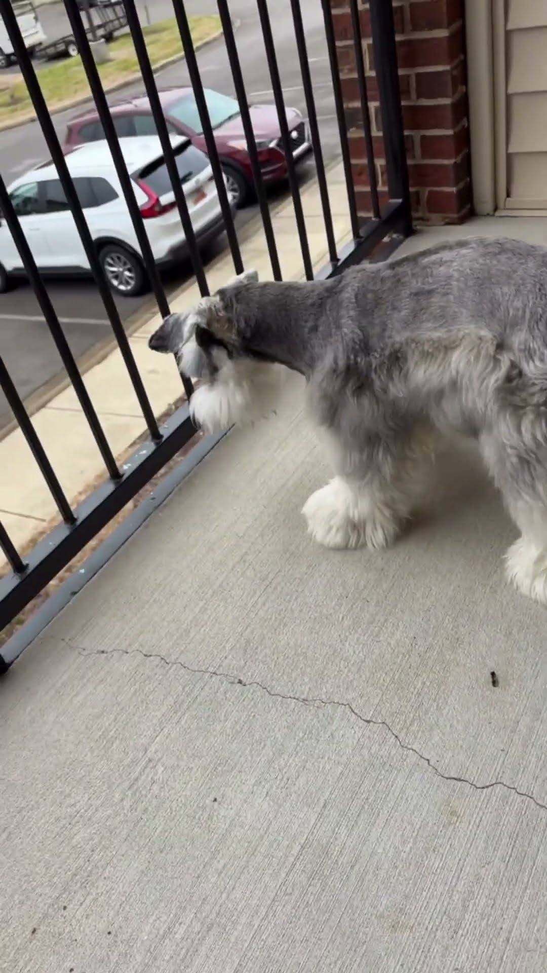 Neighbors Throw Treat Up To Mini Schnauzer || ViralHog