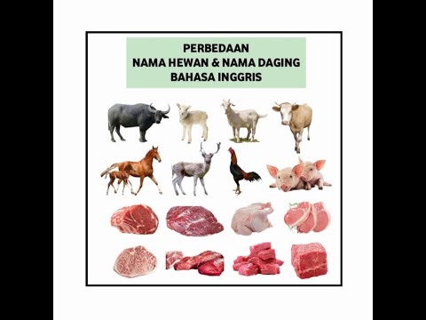 Video: Apa nama daging ayam?