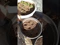 BAHÇE MAN SAKSIYA SELVİ AĞACI TOHUMU EKME ::::: plant a cyprees tree in the pot
