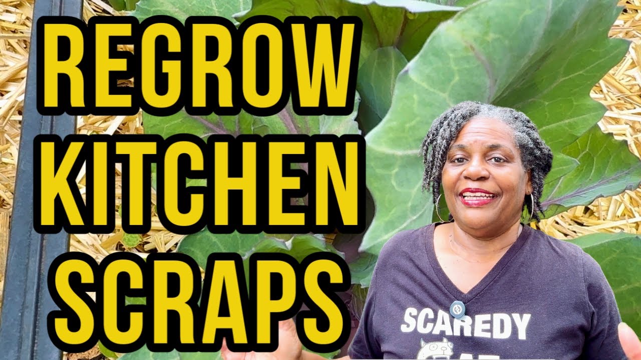 REGROW Vegetables From Kitchen SCRAPS in the Garden! (What Grew in ONE Week) 🤯