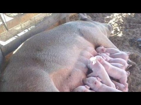 هل شاهدت من قبل ولادة الخنازير، بالفيديو ولادة الخنازير,Pig giving birth
