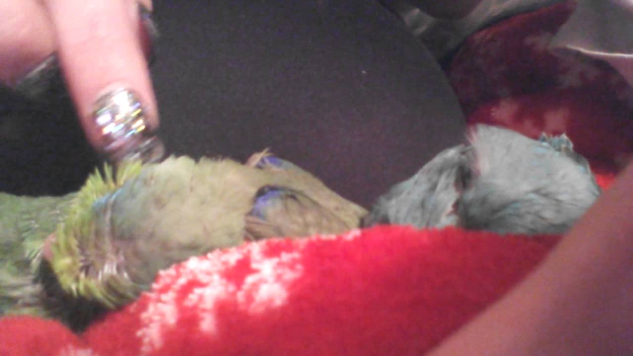 Baby Parrotlet head scratches - YouTube