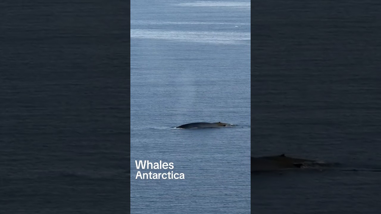Antarctica Whale Watching | Whale Compilation Filmed from Celebrity Equinox