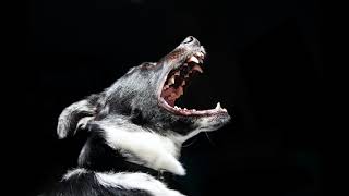 Keep Your Home SAFE! ANGRY LARGE Dog Barking! for 10 hours (Dog bark sound every 5 min)